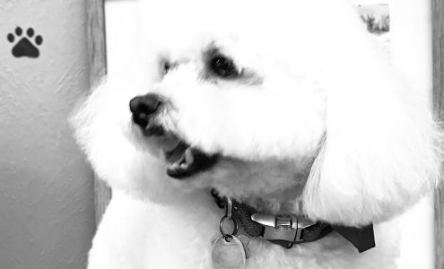 Precious and Snoopy Pet Salon