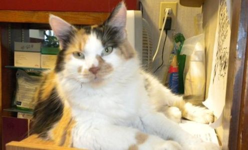 Sayers Animal Hospital Adkins