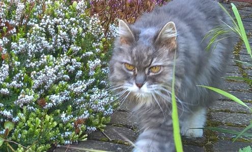 AirVets Pet Relocation