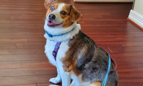 Pavillion Animal Hospital