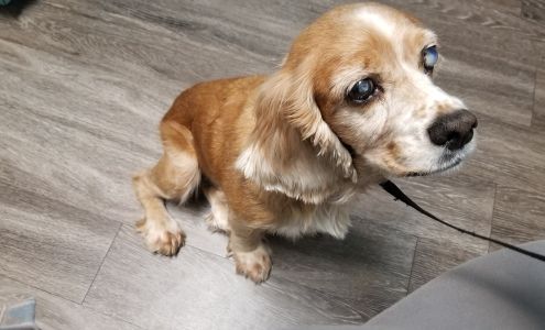 Eye Care for Animals - Austin