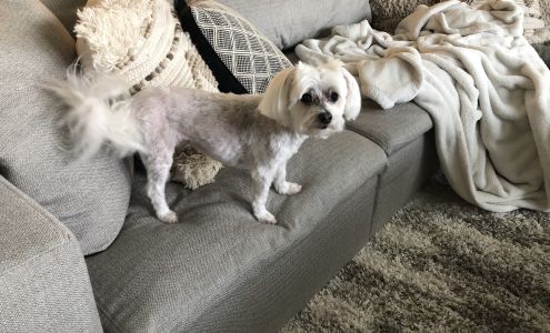 Mobile Dog Grooming and Training