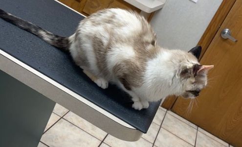 Roy Gully Animal Hospital: Franklin Brad DVM