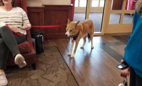 South Plains Obedience Training