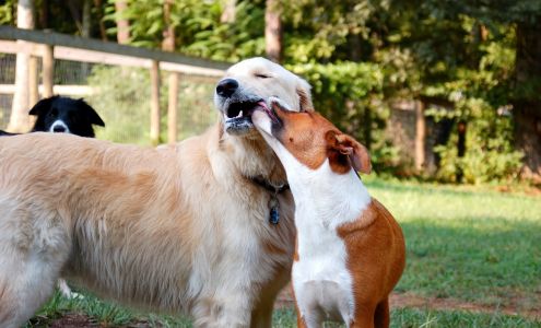 Canine Country Inc Barboursville