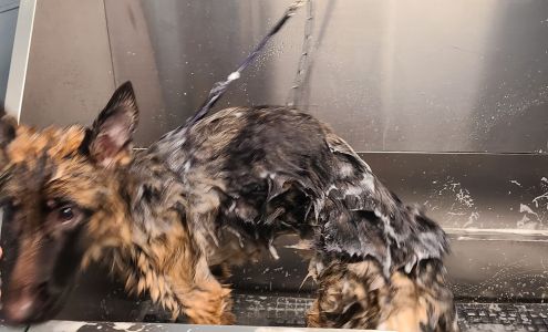 The Wash Dog