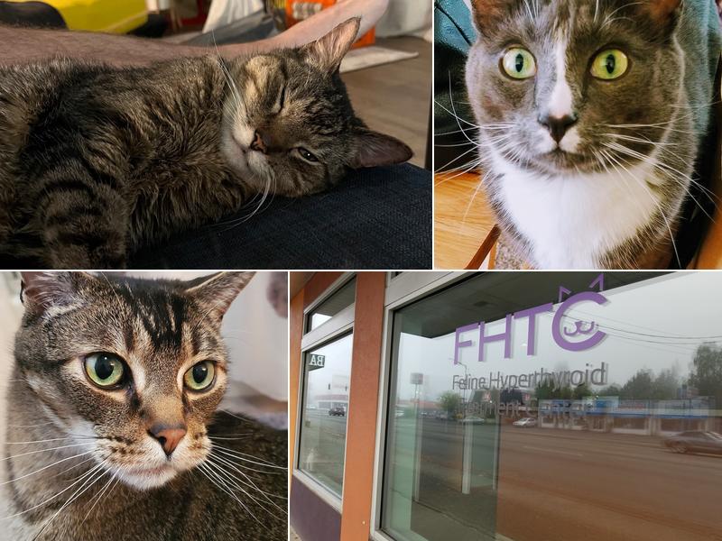 Feline Hyperthyroid Treatment