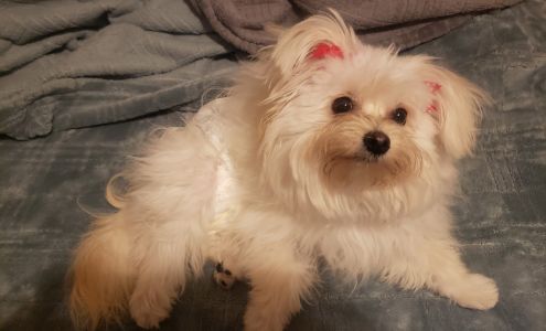 Bubbles Dog Grooming