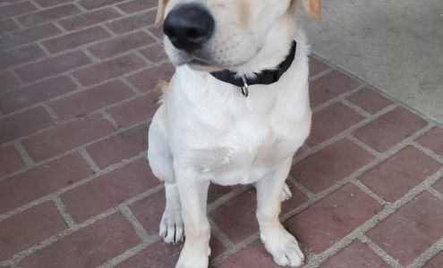 Wallee Kennels AAA Labs