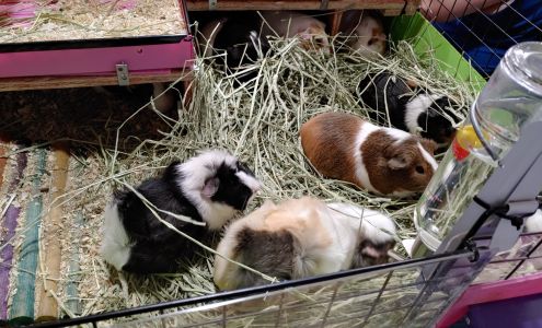 Wee Companions Small Animal Rescue