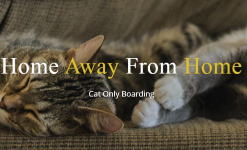 Cat Boarding Los Angeles, Cat Grooming Los Angeles, Cat & Pet Hotel, Cat Boarding Burbank & Los Feliz : Cateau Marmont Toluca Lake