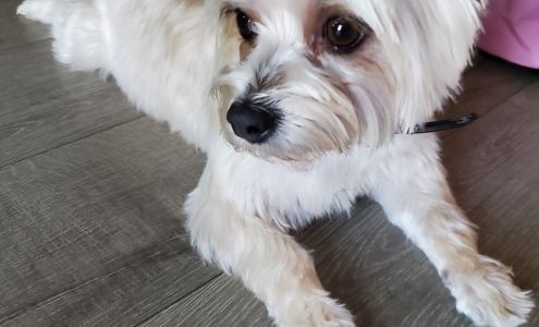 Proud Pets Boutique and Grooming