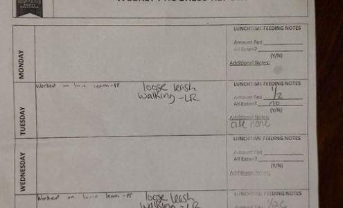 Scott-Fox Puppy Preschool