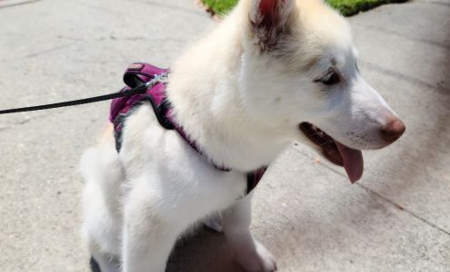 All Pro Dog & Cat Grooming