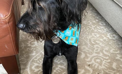 Kat Tails Pet Grooming Newcastle