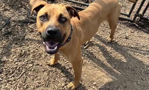 Wags And Whiskers Pet Rescue