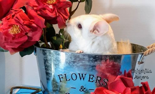 Chinchilla Amore