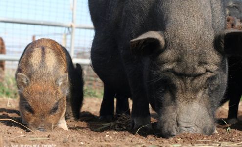 Last Hope Cat Kingdom