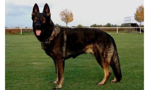 German Dog Training Center Browns Valley