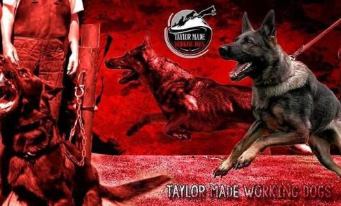 Taylor Made Working Dogs
