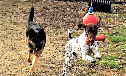 Dog Boarding & Day-Care Munster Abbey Kennels Minot