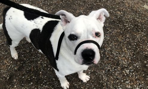 Bed-N- Biscuit Kennels Hebron