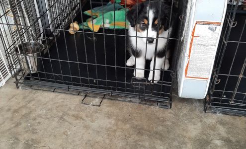 Country Air grooming Kenduskeag