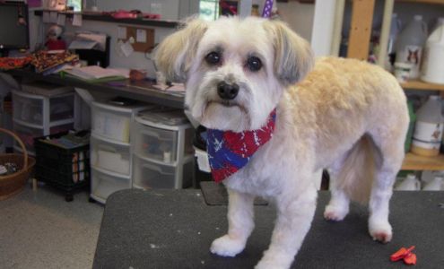 Groomin' on 202/LuckyPaws Pet Sitting Newburgh