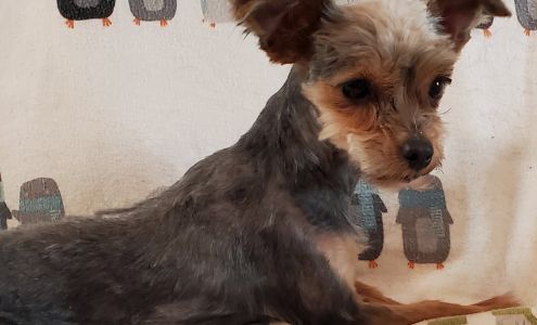 Superior Kennels Cellular