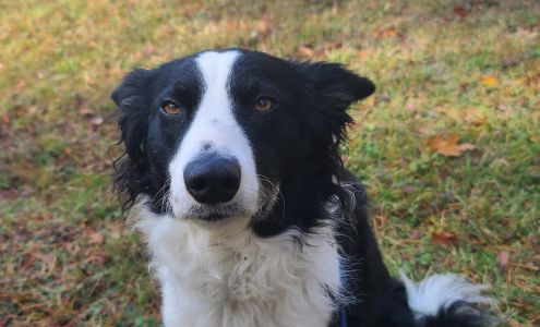 North Star Dog Training School Somerville