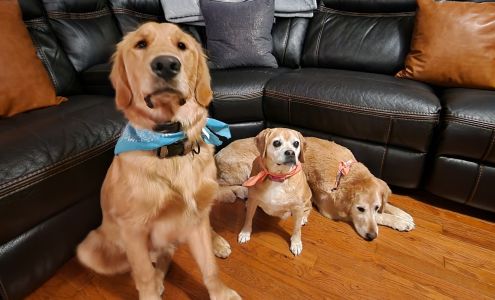 Nails To Tails Pet Grooming Madbury