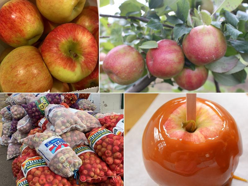 Bushel, And, A, Peck, LLC.