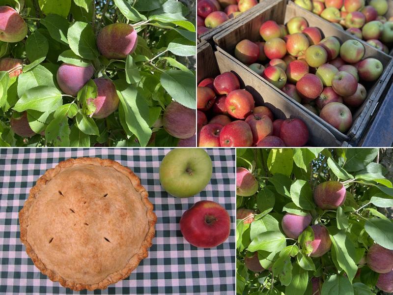 Burdick Road Orchard 250 Town Hill Rd, New Hartford