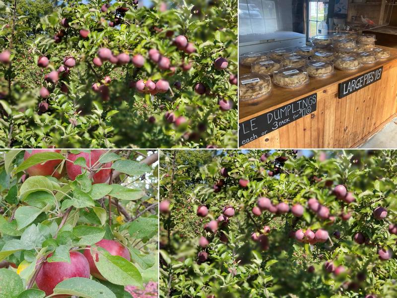Cook's Orchard 106 Haynes Hill Rd, Brimfield