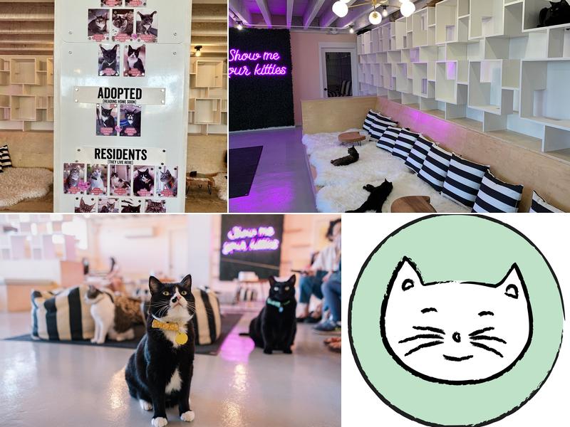 NEKO Cat Cafe Bellingham