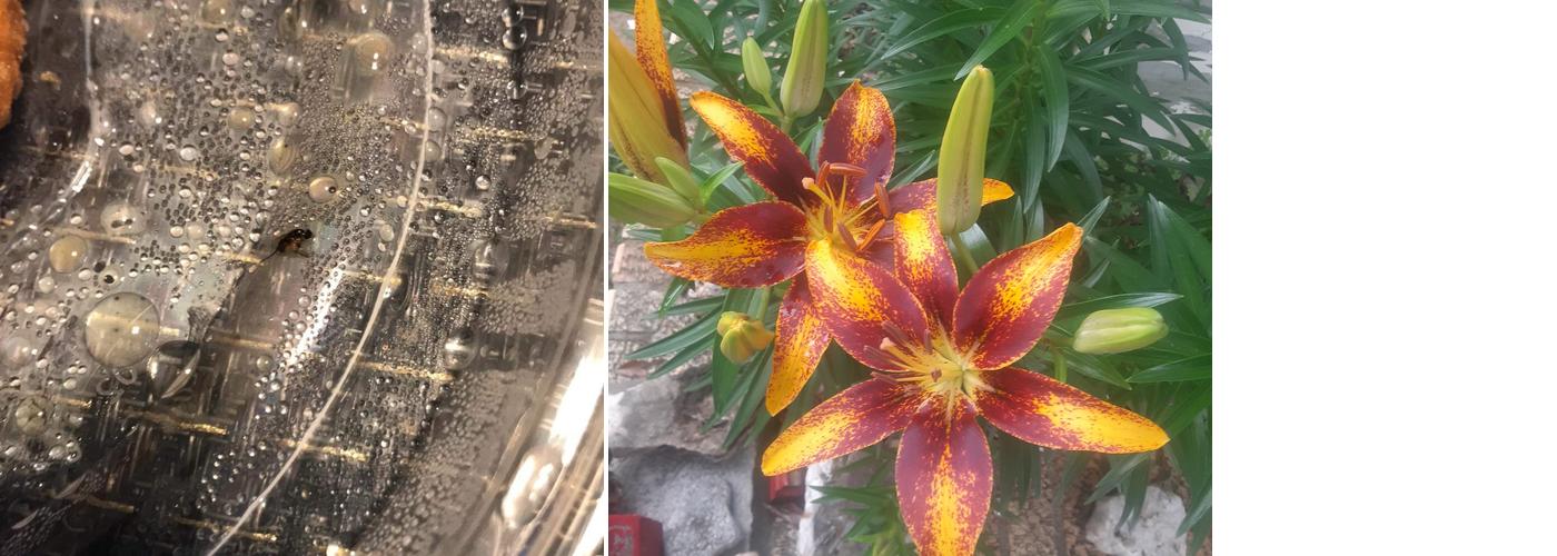 A M L Restaurant Services