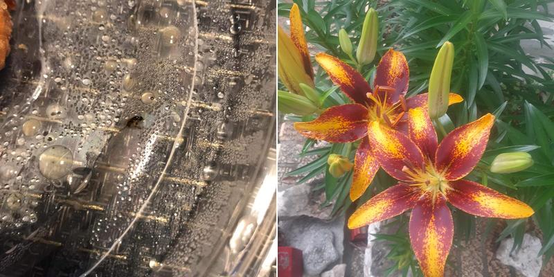 A M L Restaurant Services