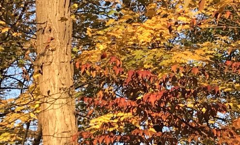 Forest Park Trust Inc