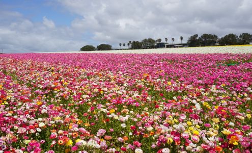 The Flower Fields
