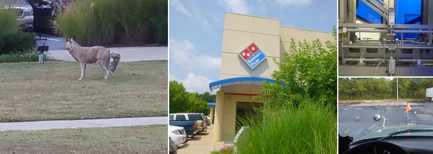 Domino's Pizza Distribution Service