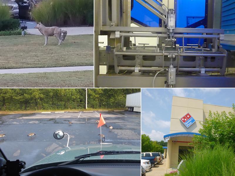 Domino's Pizza Distribution Service