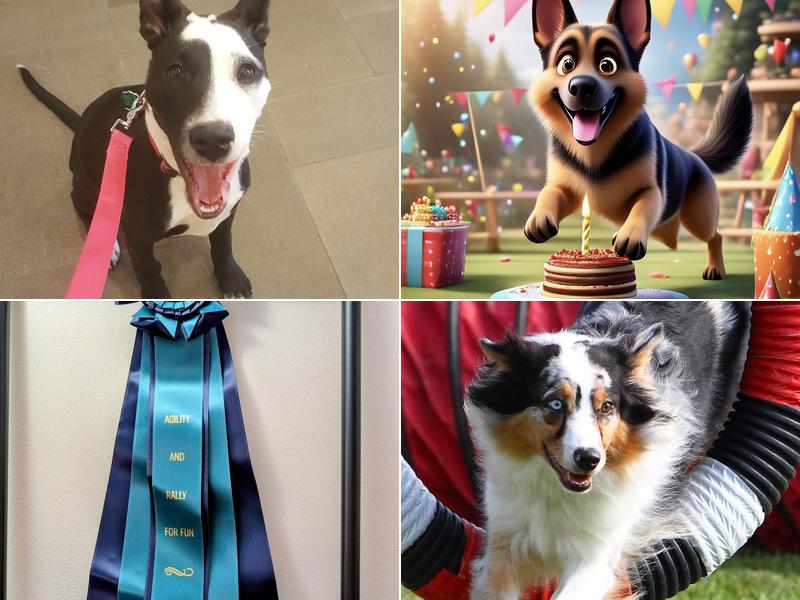 Agility & Rally For Fun Dog