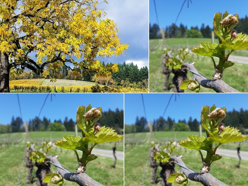 Champoeg Wine Cellars Inc