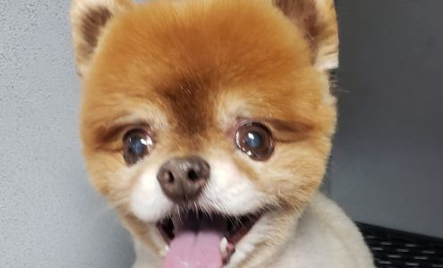 Your Pets Dog & Cat Grooming 132 Hughes Rd E, Grass Valley California 95945