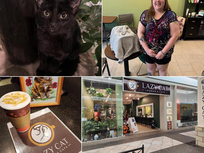 Lazy Cat Lounge and Cafe