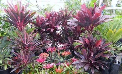 Jungle Music Palms, Cycads & Tropical Plants