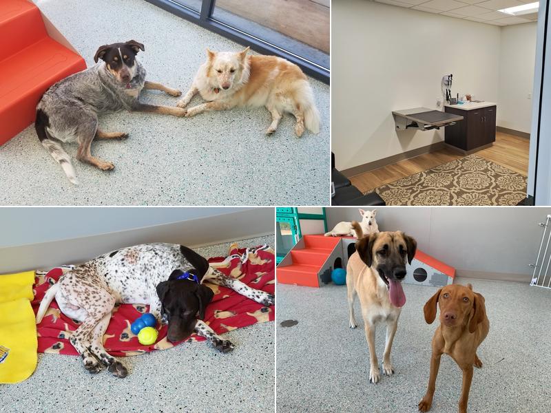 WellHaven Pet Health Lone Tree