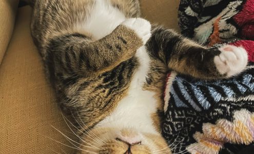 Kitty Kat Haven & Rescue