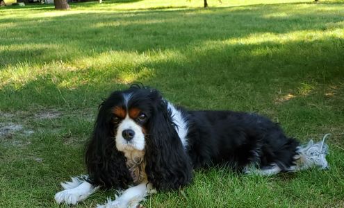 Yvonnes Pet Grooming