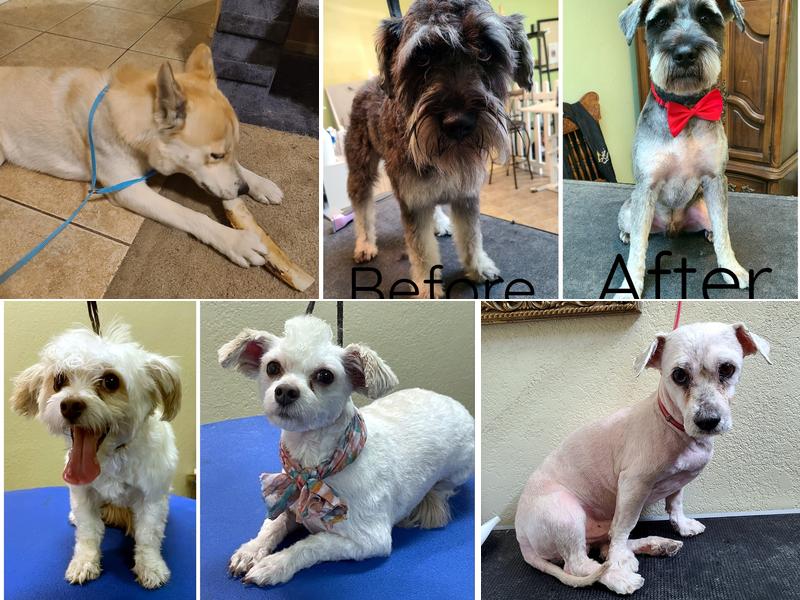 Spoiled Rotten Pet Salon